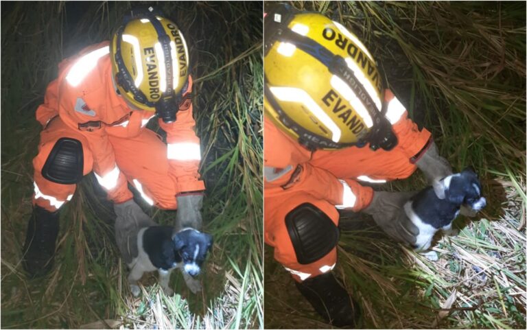 Filhotes de cães são resgatados pelos bombeiros durante incêndio em área de pastagem em Campo Belo, MG