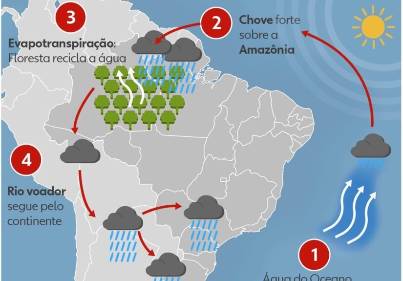 Dia da Amazônia: árvore sumaúma é símbolo da floresta e aliada no combate às mudanças climáticas
