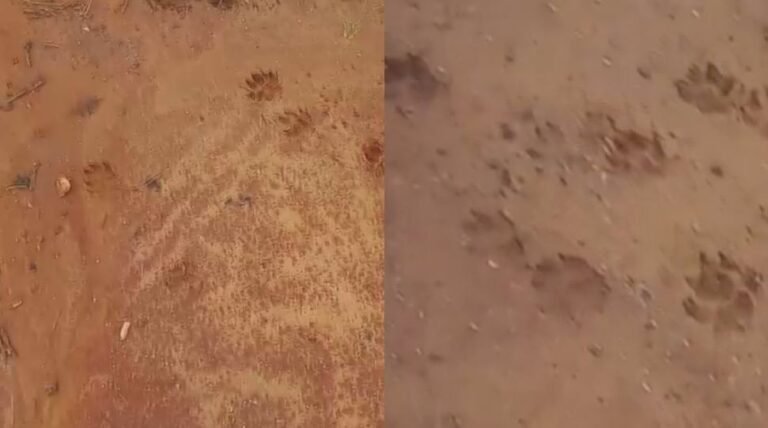 Moradores de Bocaiúva do Sul mudam rotina após ataque misterioso a animais; população suspeita de onça
