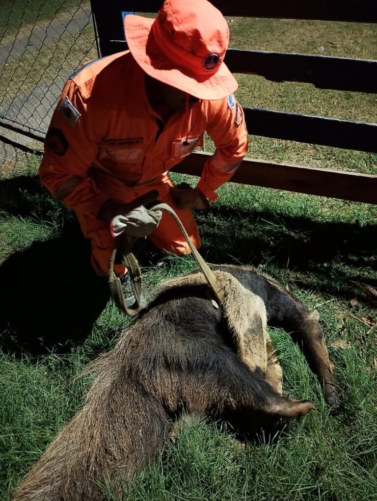 Tamanduá-bandeira, animal ameaçado de extinção, é encontrado debilitado em fazenda de MG