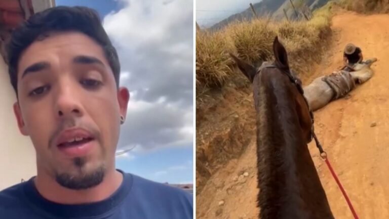 Homem que testemunhou amigo mutilando cavalo com facão alega inocência: ‘Fiquei sem reação’