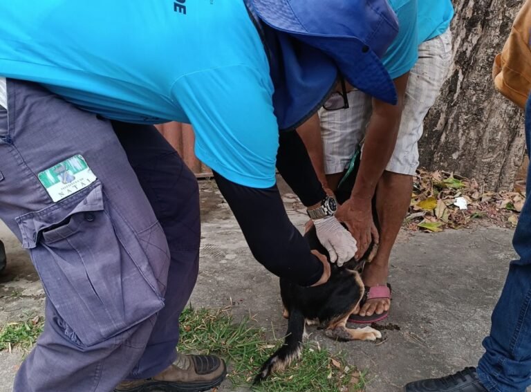 Vacinação antirrábica em Natal: veja locais disponíveis neste sábado (16)