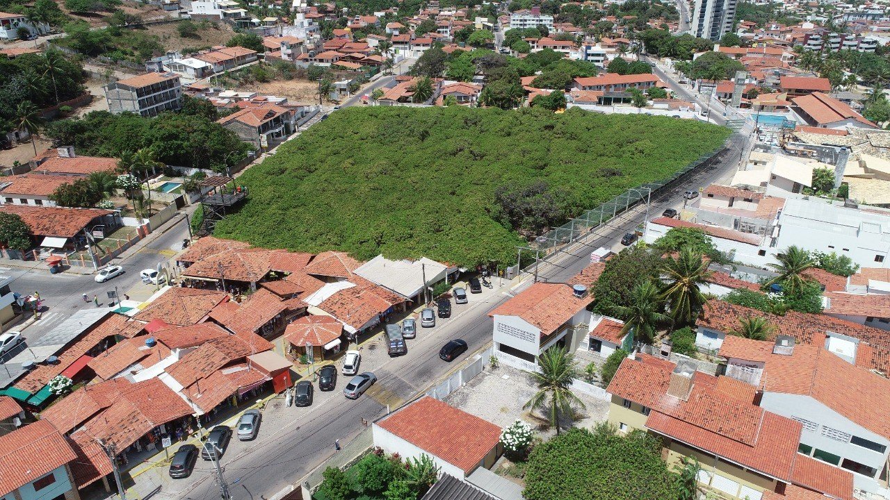 Maior Cajueiro do Mundo sob ameaça? Poda da árvore centenária divide opiniões no RN