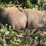 Capivara com arame preso ao corpo é resgatada após mobilização de bombeiros, Inea e voluntários em Nova Friburgo