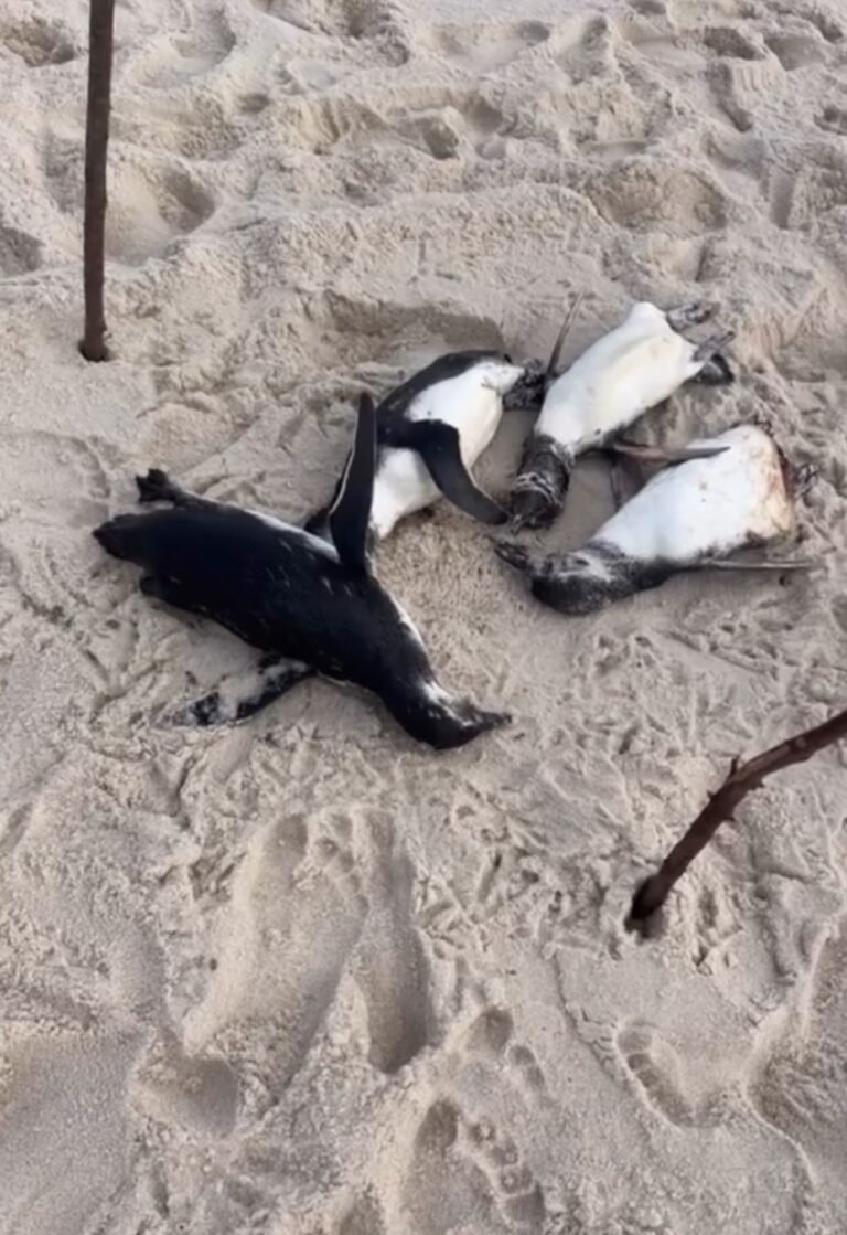 Quatro pinguins são encontrados mortos em Araruama