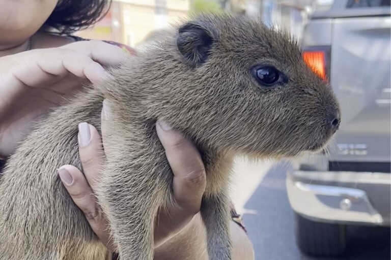 Filhote de capivara é resgatada após ser vendida a R$ 20 por homem em situação de rua em Manaus