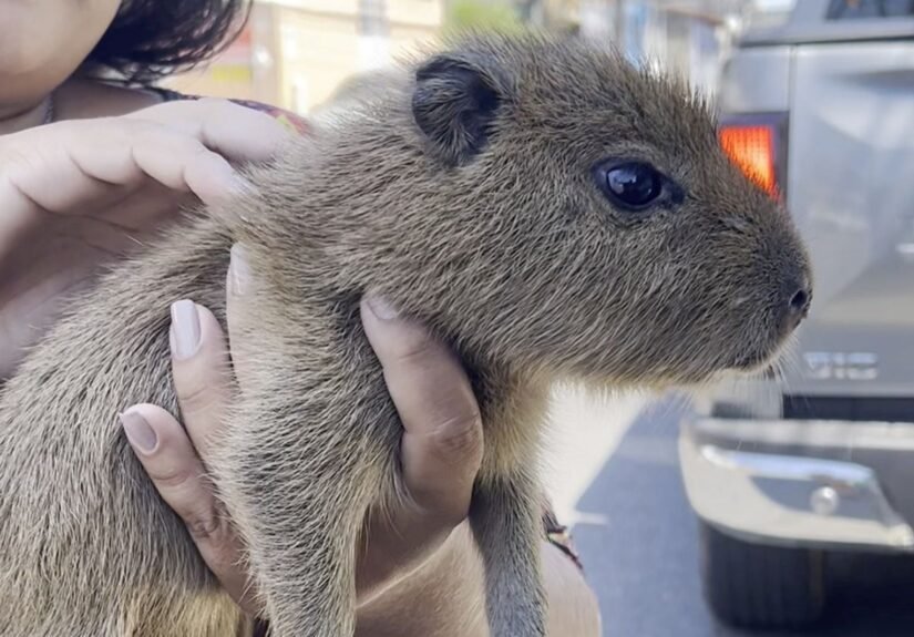 Filhote de capivara é resgatada após ser vendida a R$ 20 por homem em situação de rua em Manaus
