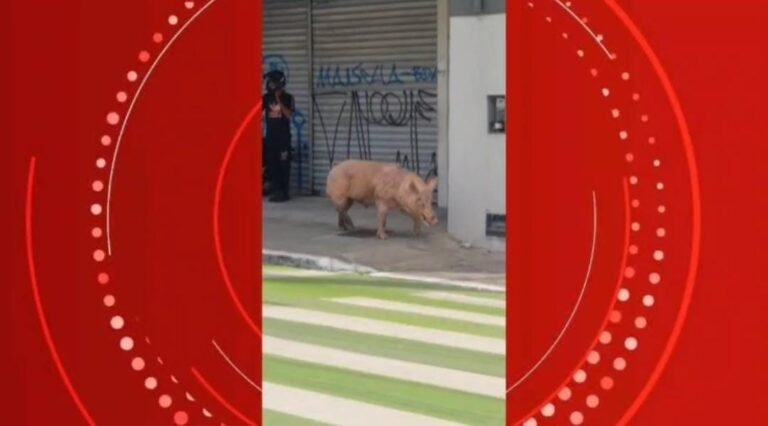 VÍDEO: porco 'desfila' pelo Centro de Maceió e causa alvoroço ao driblar quem tentava prendê-lo