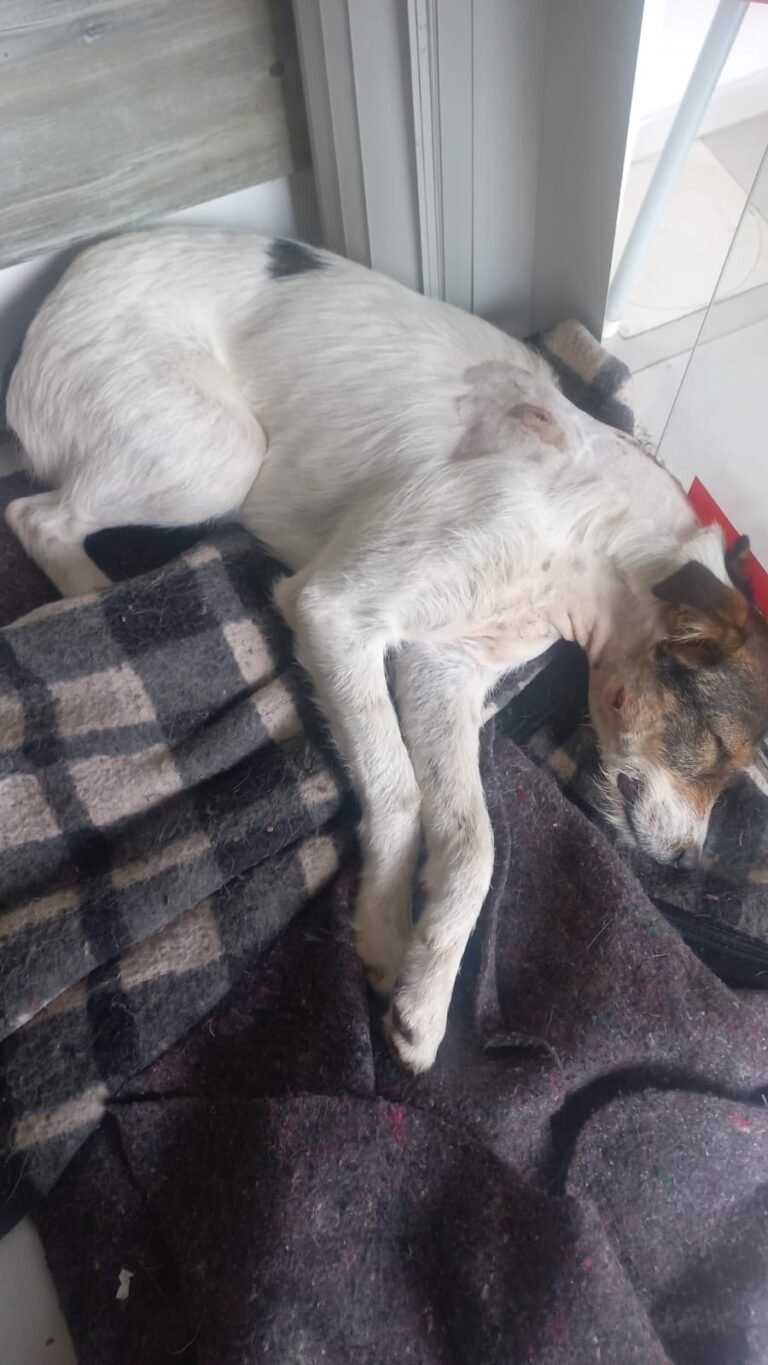 Cachorro é baleado três vezes no interior do RJ