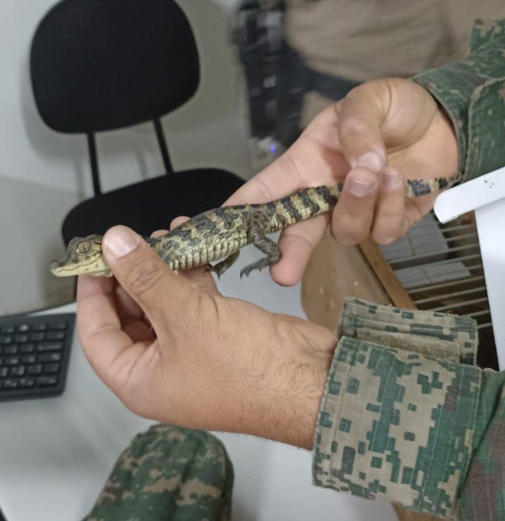 Filhotes de jacaré, bugio, iguana e araras são resgatados do tráfico na BR-040; multa ultrapassa R$ 800 mil